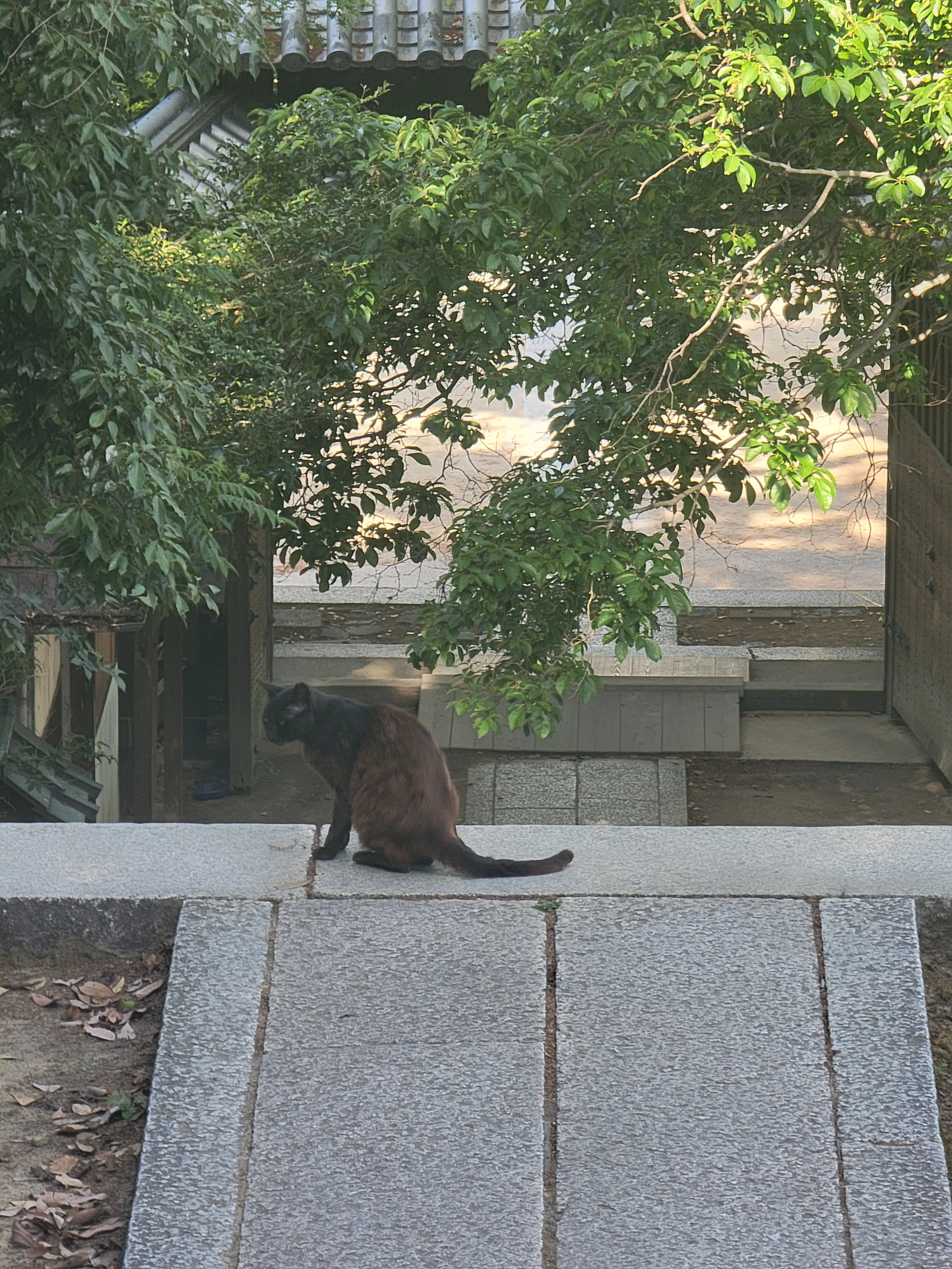 猫猫
