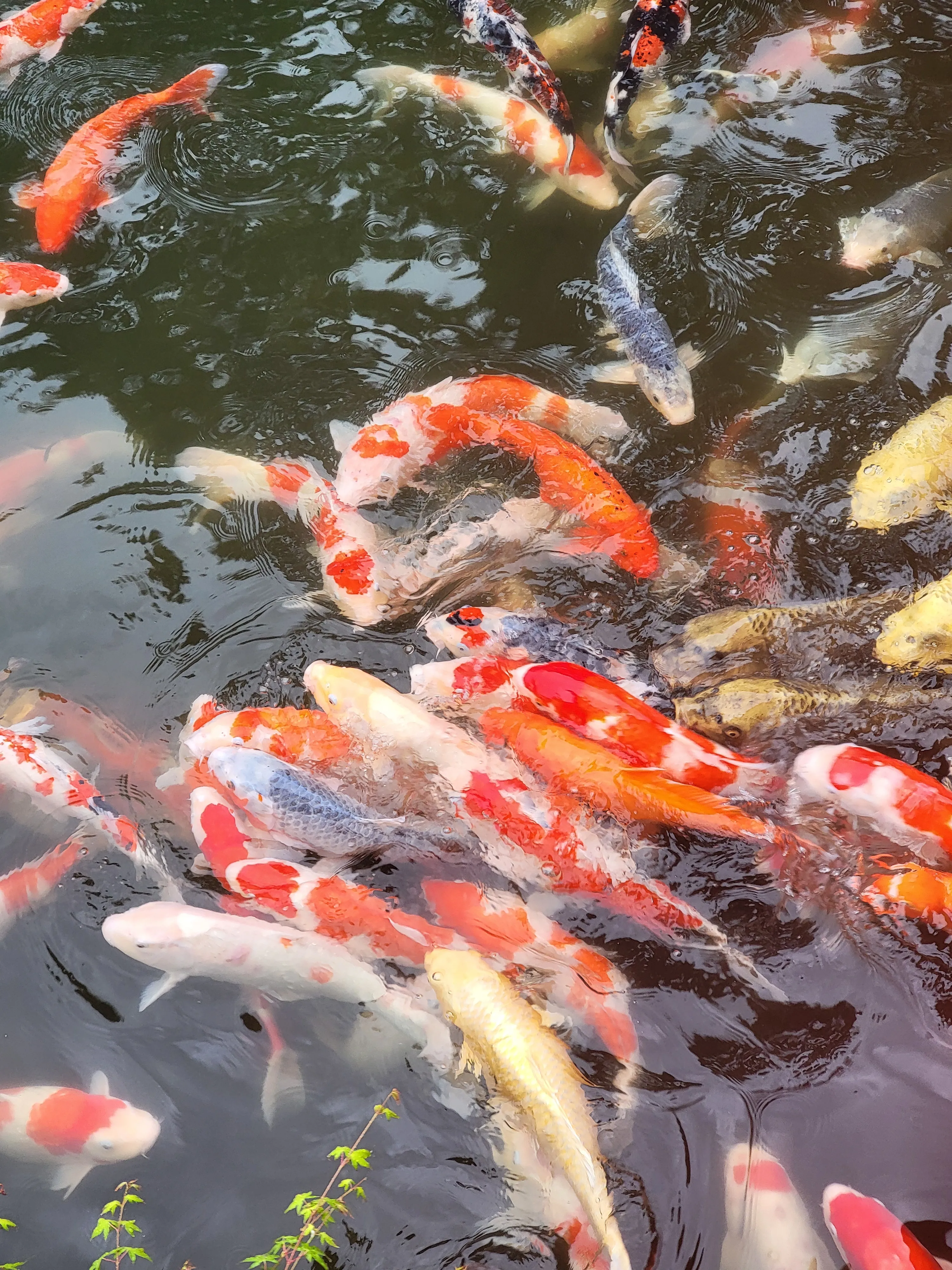 花港观鱼