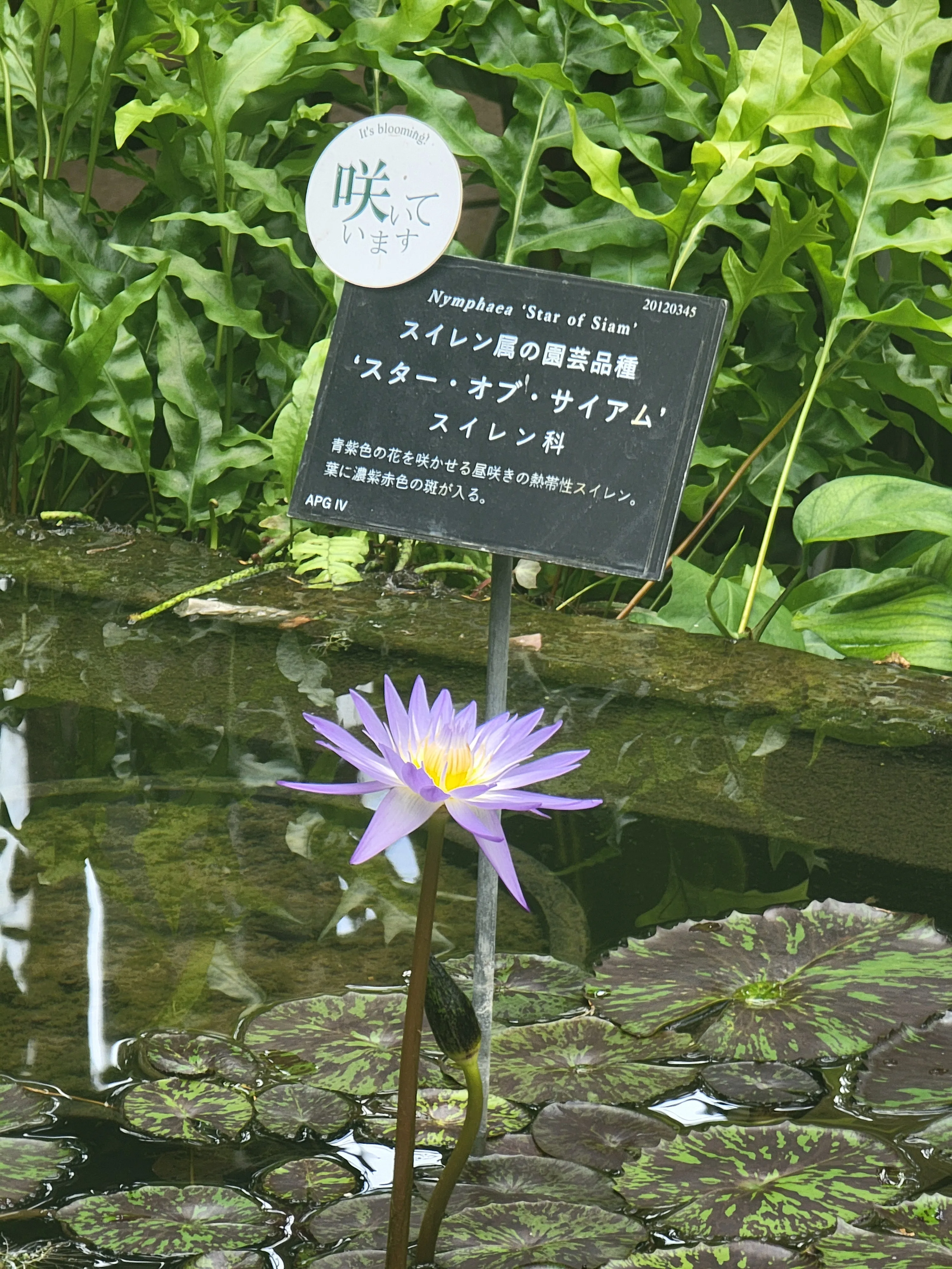 开放